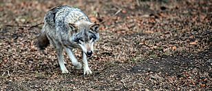DNA-Analyse bestätigt: Ein Wolf riss einen Rehbock am Irrsee