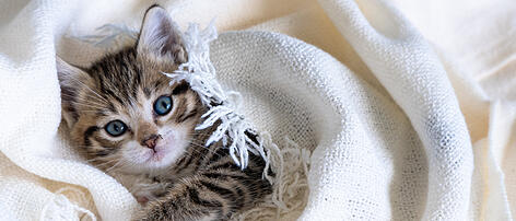 Cute striped kitten lying covered white light blanket on bed. Looking at camera. Concept of adorable pets.