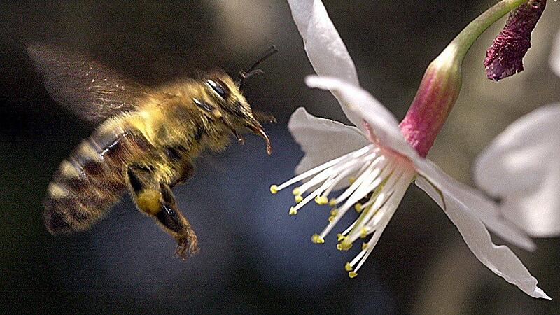 Die Symbolkraft der Biene