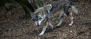 Daten zum Wolf: EU-Kommission muss 17.000 Mails auswerten