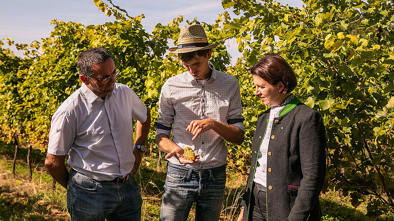 Upper Austria’s winemakers euphoric about the 2023 vintage