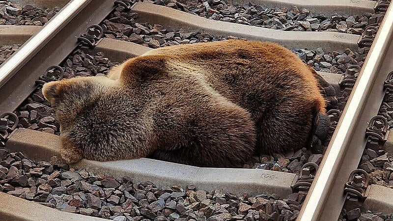 Dead brown bear found on train track