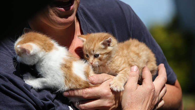 Tierschutzverein rettete Kätzchen aus Mistkübeln und aus Plastik-Containern