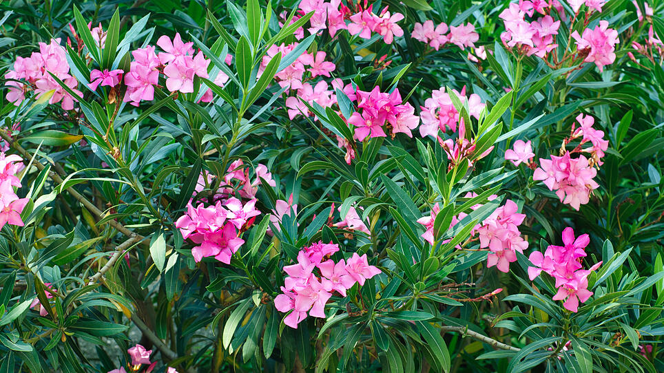 Pink oleander tree in blossom