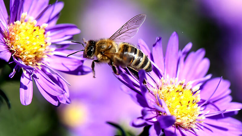 Blumen, Hecken und Vorträge: Bienenfreundliches Laakirchen