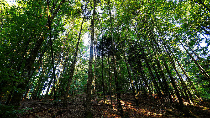 Wald braucht Platz und Hilfe, um der Klimakrise zu begegnen