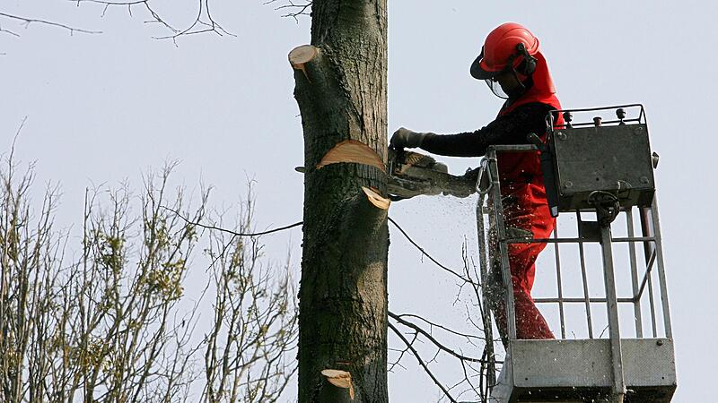 Einmal "hott", dann "hü": FP will nun Bäume schützen