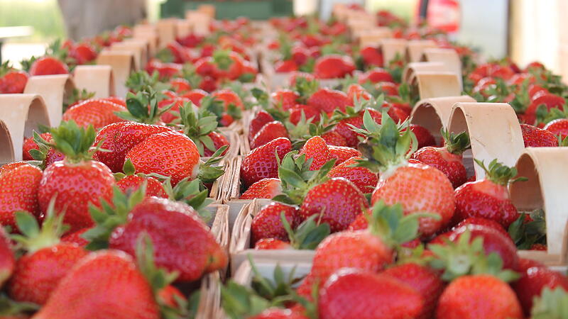 Lust auf Genuss: Erdbeeren sind g&rsquo;sund und können Kopfweh vertreiben
