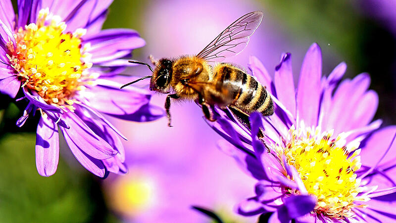Was Bienen brauchen: "Hauptsache ist, der Blütentisch ist reichlich gedeckt"