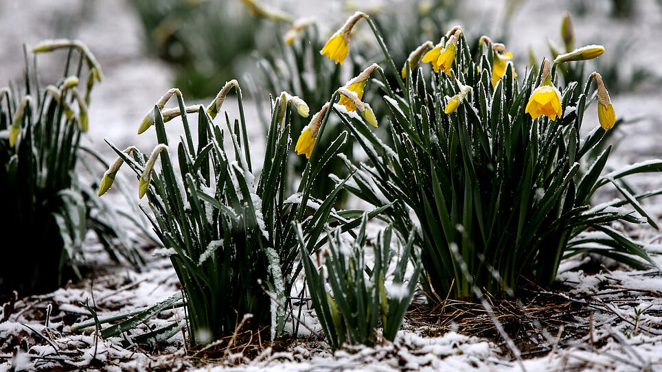 Dieser Frühling beginnt mit Frost und Schnee
