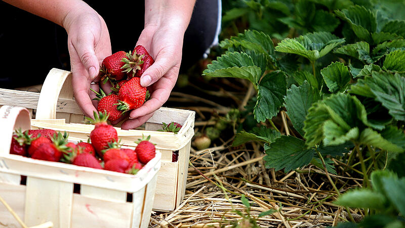 Oberösterreichs Erdbeerbauern bangen weiter um Erntehelfer