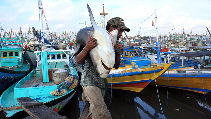 Sharks being sold at Muncar traditional port
