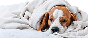 Tierischer Notfall: Was Hundebesitzer unbedingt wissen sollten