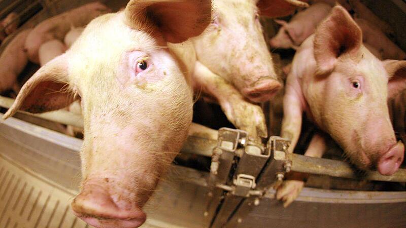 Nach Schock-Videos: Schlachthöfe wollen Personal jetzt "sensibilisieren"