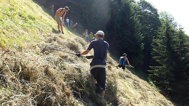 Um Bergwiese zu retten, werden "Heulifte" gebaut