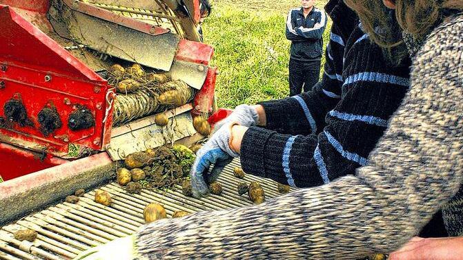 Bauern bringen die Mühlviertler Granitland Erdäpfel auf den Markt