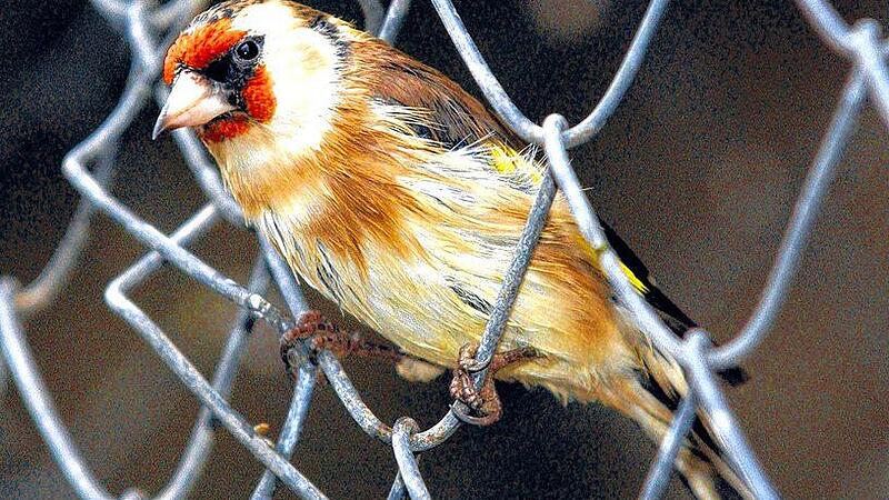Tierschützer bedrängen Vogelfänger In Ischl musste die Polizei eingreifen