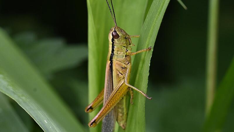 Locusts herald the late summer
