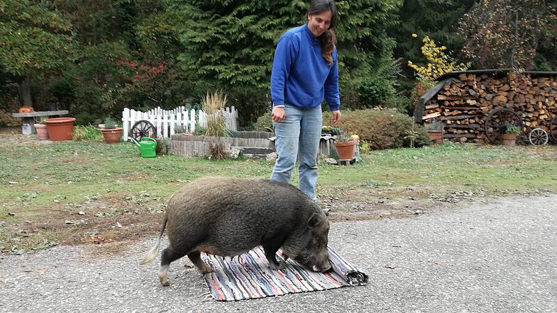 Mini-Schweinderl Rosi rollt Teppiche aus und gibt Pfote wie ein Hund
