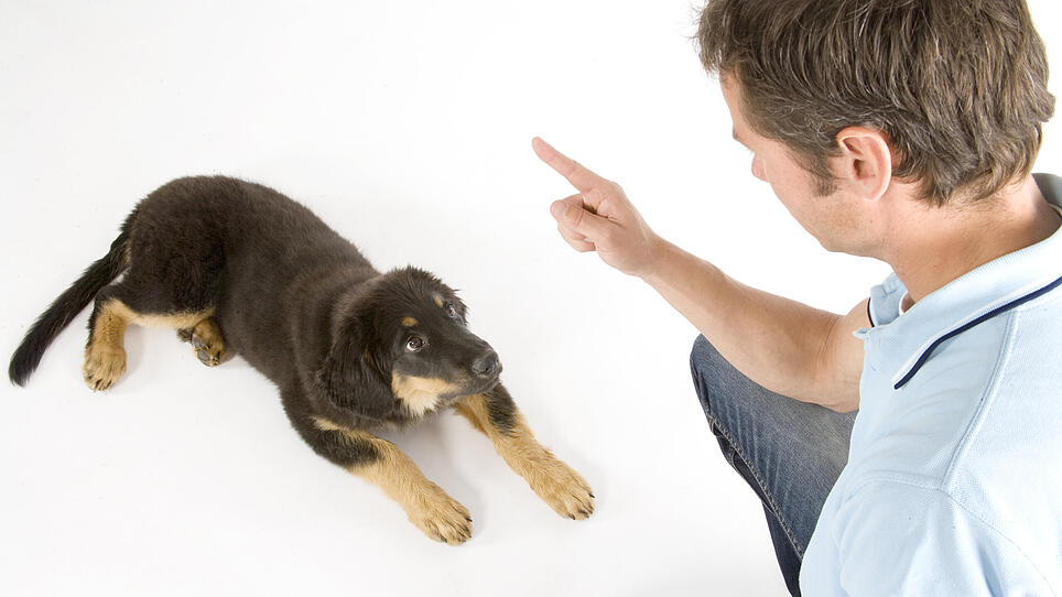Studie zeigt: Hunde verarbeiten Befehle ähnlich wie Menschen