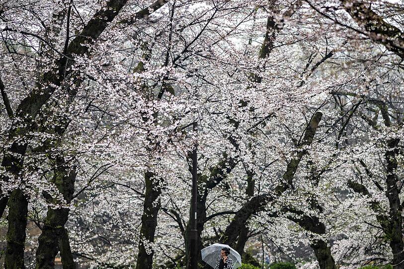 Japan feiert die Kirschblüte
