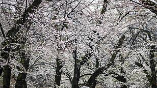 Japan feiert die Kirschblüte