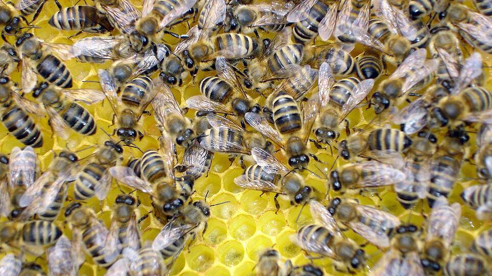 Wie kommunizieren Bienen und Fische? Roboter sollen Sprache der Tiere lernen