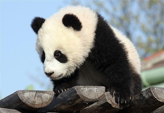 Panda-Star Fu Long