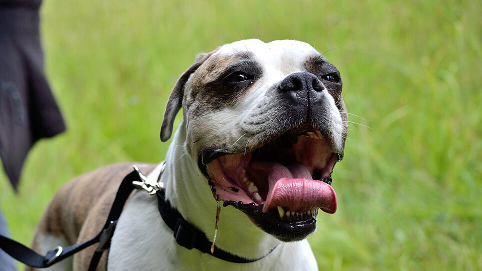 Nach Pitbull-Attacke auf Kind kommt Hundeführschein für "Kampfhunde"