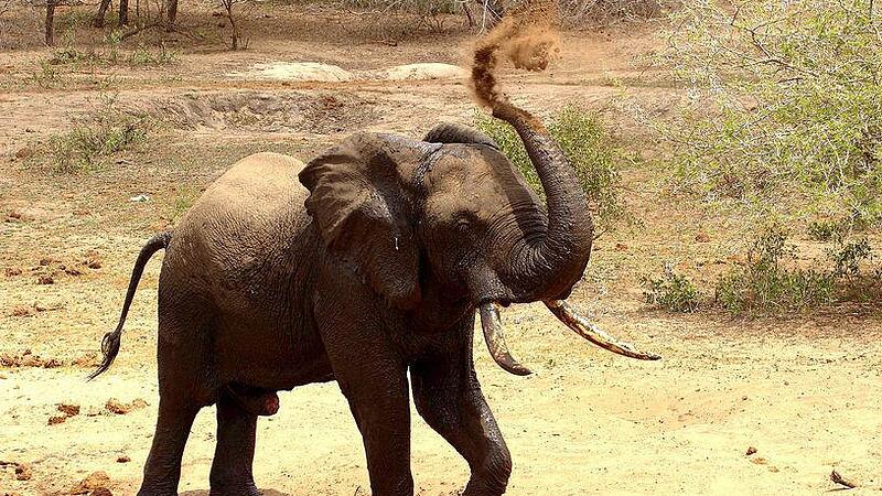 Das Glück trägt Sau- und Elefantenrüssel