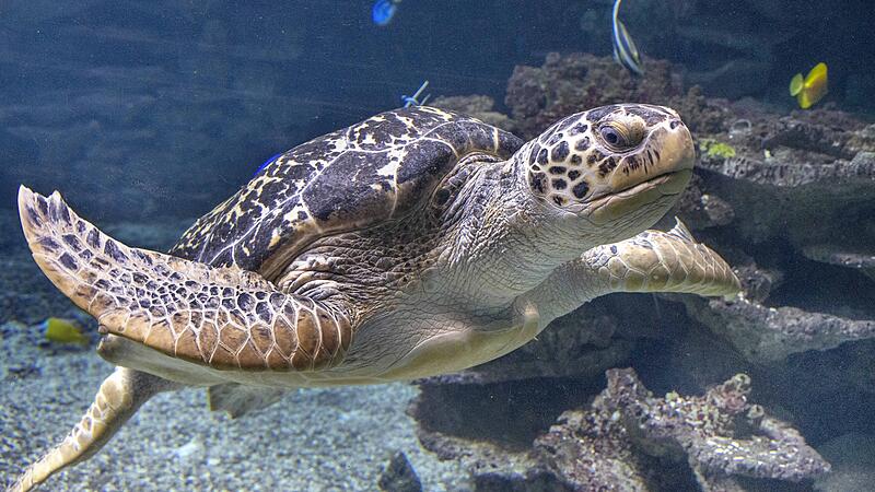Meeresschildkröte Hapie ist der neue Star im Aquazoo Schmiding