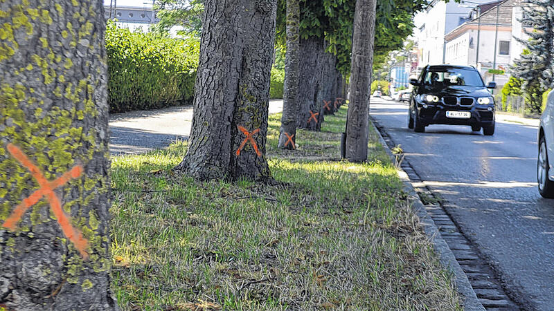 Kastanienbäume fallen ÖBB-Parkhaus zum Opfer