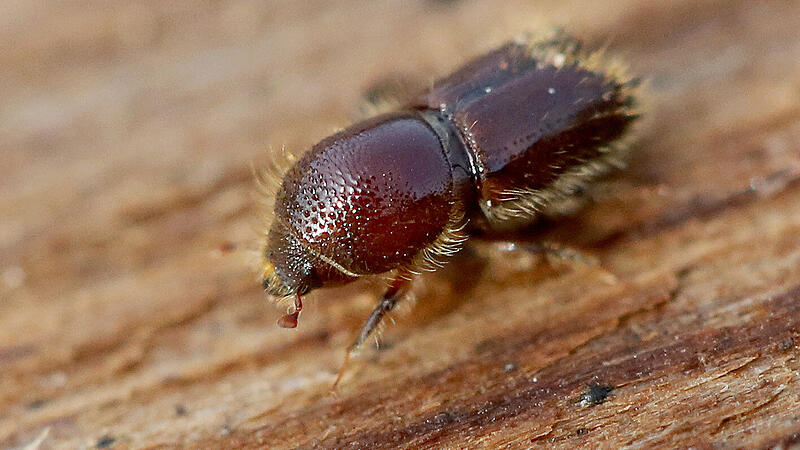 Ein kleiner Käfer bringt das System Forstwirtschaft an den Kipppunkt