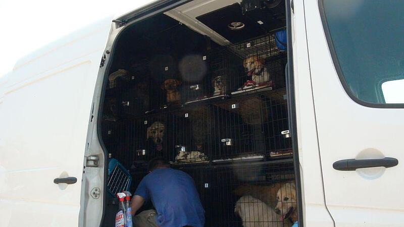 Notfälle schrecken Tierschützer auf 27 Jung-Hunde in Kleinbus gepfercht