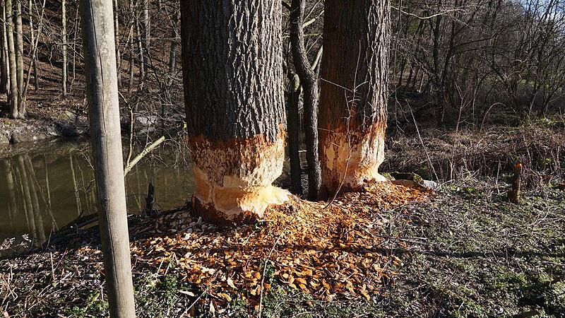"Biber-Bäume" drohten, auf Stromleitung zu fallen