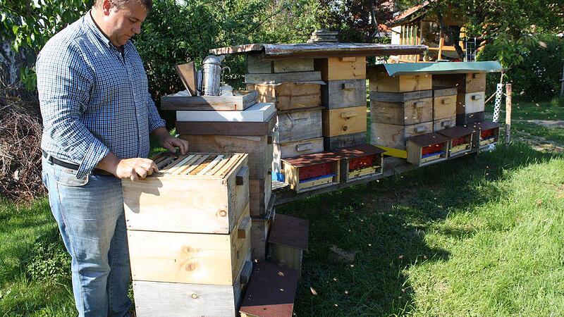 Honig-Nachschub: Auch die Bienen im Bio-Wachs fleißig