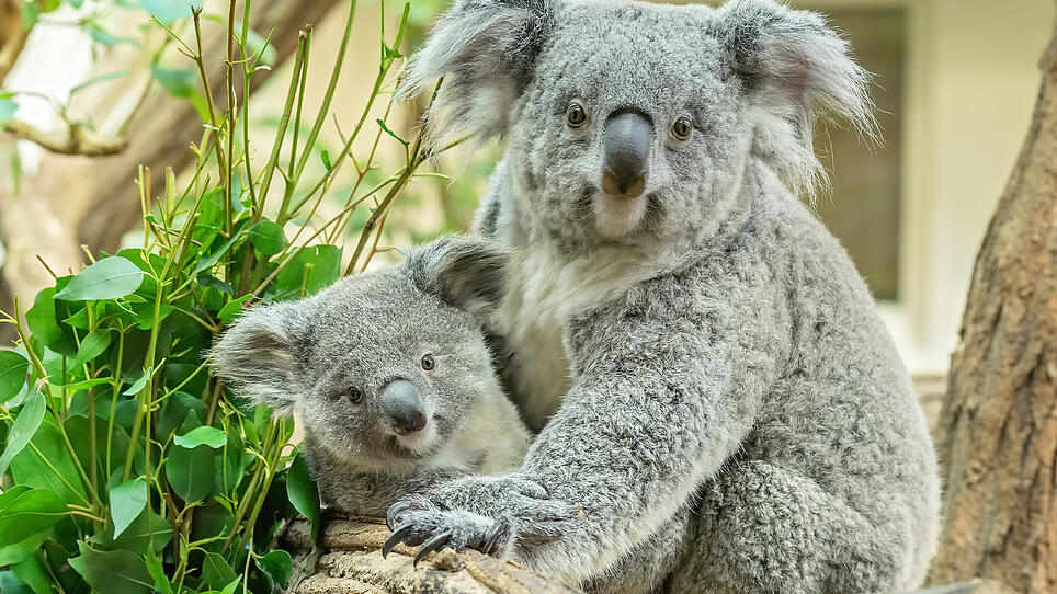 Zweiter Koala-Nachwuchs im Tiergarten Schönbrunn