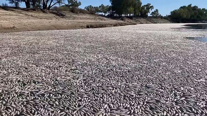 Millions of dead fish are clogging the river