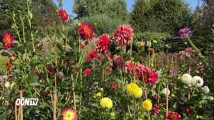 Plobergers Gartentipps: Rundgang auf der Garten Tulln