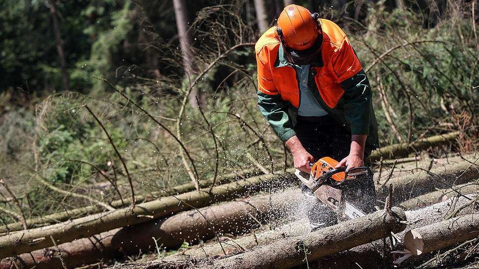 Viel zu viel Schadholz: 350 Millionen Euro für den Wald