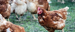 Erster Fall von Vogelgrippe in Oberösterreich bestätigt
