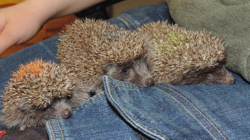 Three hedgehogs