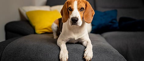 Beagle-Hündin biss den 2-Jährigen ins Gesicht
