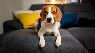 Beagle-Hündin biss den 2-Jährigen ins Gesicht