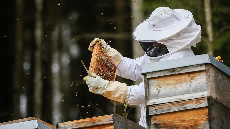 Imker und Bienen