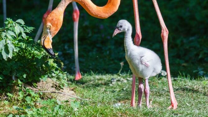 Flauschiger Flamingo-Nachwuchs im Zoo Schmiding