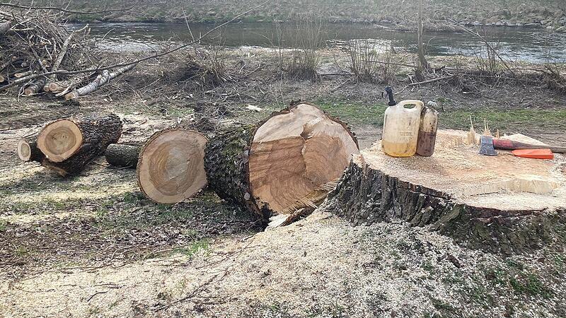 Excitement about two felled trees in Vöcklabruck