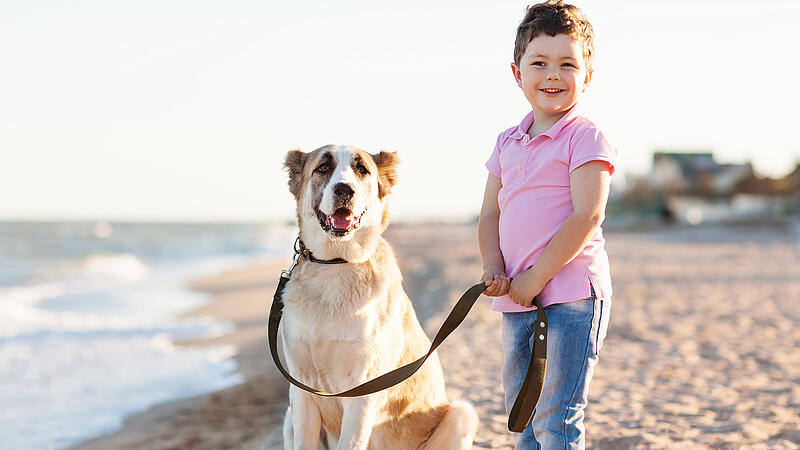 Experten: "Viele Kinder verstehen die Körpersprache-Signale der Hunde nicht"