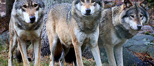 Wölfe sind zurück: Zuwachs im Altenfeldner Tierpark