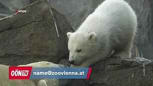 Name für Eisbären-Junges gesucht